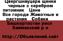 Цвергшнауцера щенки черные с серебром питомник › Цена ­ 30 000 - Все города Животные и растения » Собаки   . Башкортостан респ.,Баймакский р-н